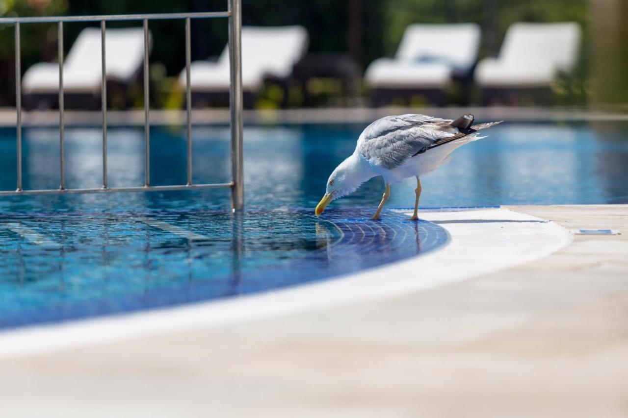 Villa Florence Boutique Apart Hotel Свети-Влас Экстерьер фото